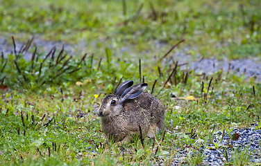 Image showing hare