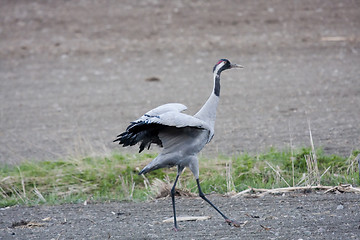 Image showing crane