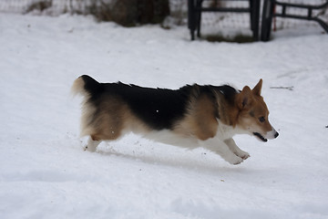 Image showing running in snow