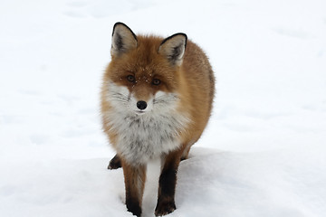 Image showing fox in snow