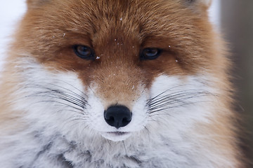 Image showing foxface