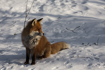 Image showing sunbathing