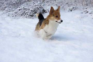 Image showing running in snow