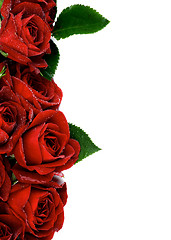 Image showing Red Roses
