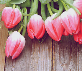 Image showing Spring Tulips