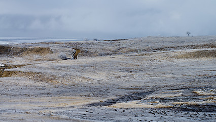 Image showing Frosty Landscape