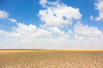 Image showing Wildebeests in african wilderness.