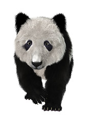 Image showing Panda Bear