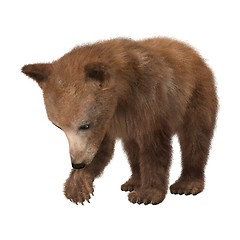 Image showing Little Brown Bear