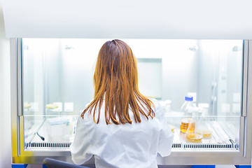 Image showing Life scientist researching in the laboratory.