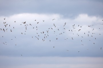 Image showing Flock of Birds