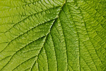 Image showing Leaf detail