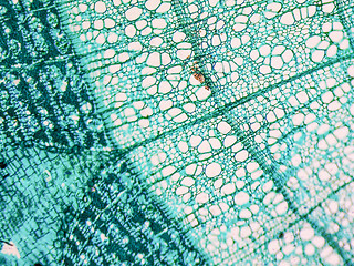 Image showing Tilia stem micrograph