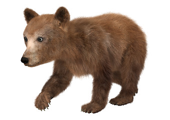 Image showing Little Brown Bear