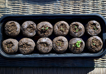 Image showing catnip seedlings in pods