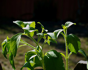 Image showing close up of stevia sugar plant