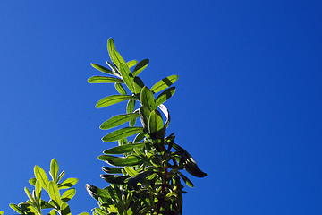 Image showing lavender plant backlit against sky