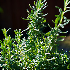 Image showing lavender plant