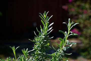 Image showing lavender potpourri plant