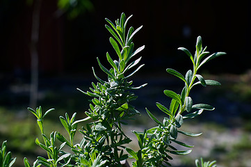 Image showing outdoor lavender plant