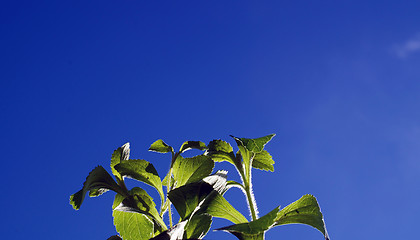 Image showing stevia sugar plant against blue sky