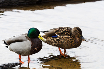 Image showing lovely mallard