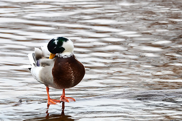 Image showing Albino mallard