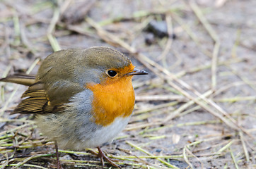 Image showing Redbreast