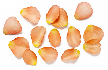 Image showing Rose petals