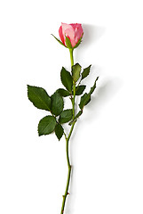 Image showing One pink rose