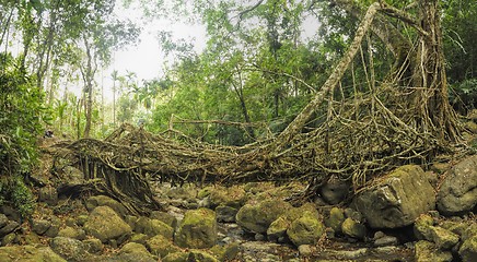 Image showing Old root bridge in India