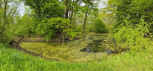 Image showing Green pond