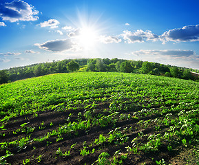 Image showing Green sunflowers