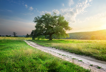 Image showing Footpath in field