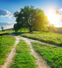 Image showing Tree pathways