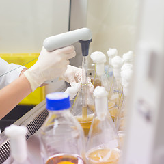 Image showing Life scientist researching in the laboratory.