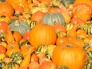 Image showing Pumpkin background