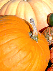 Image showing Pumpkins