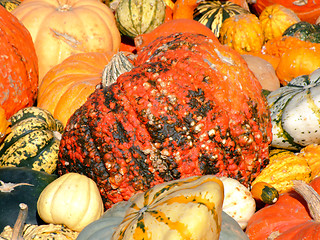 Image showing Pumpkin background