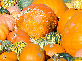 Image showing Pumpkins background