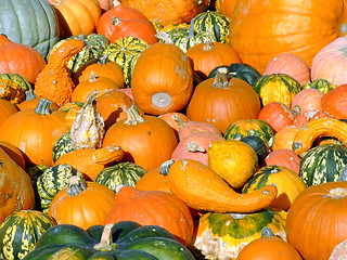 Image showing Pumpkins background