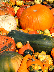 Image showing Pumpkins