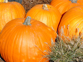 Image showing Orange pumpkins