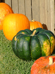 Image showing Pumpkins