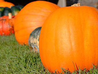 Image showing Pumpkins