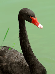 Image showing Black swan