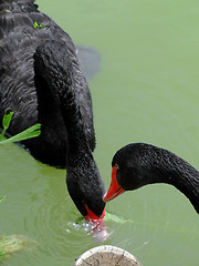Image showing Two black swans