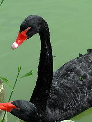 Image showing Two black swans