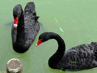 Image showing Two black swans