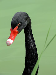 Image showing Black swan